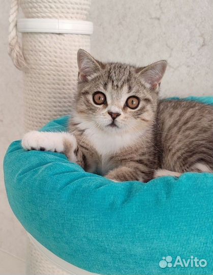 Скоттиш страйт котята