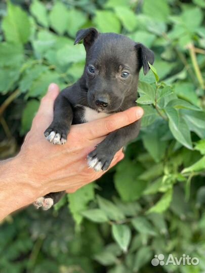 Собачки ищут домВозьмите друга