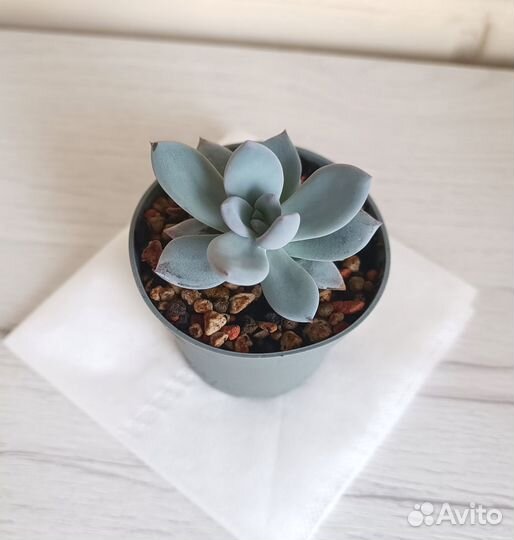 Суккуленты-2