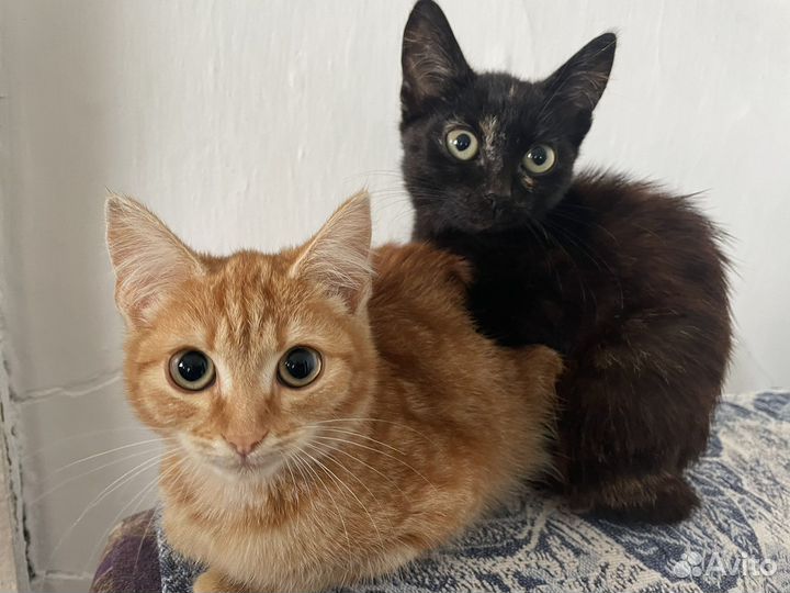 Кошка в дар