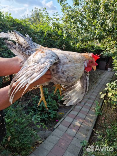 Петухи породы Ухей-Илюй, Легбар, Амираукан