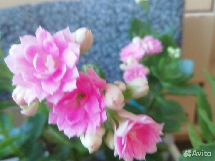 Каланхоэ цветущий