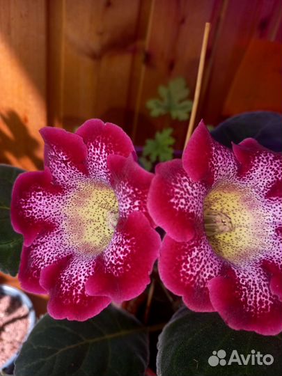 Глоксиния Тигрина ред