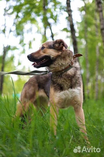 Собаки бесплатно в добрые руки