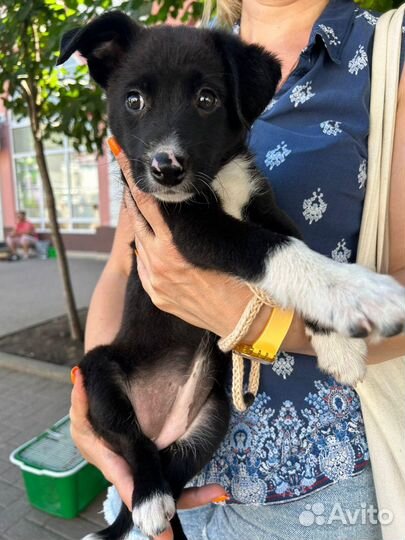 Три щеночка девочки брюнеточки 2,5 месяца стерилиз