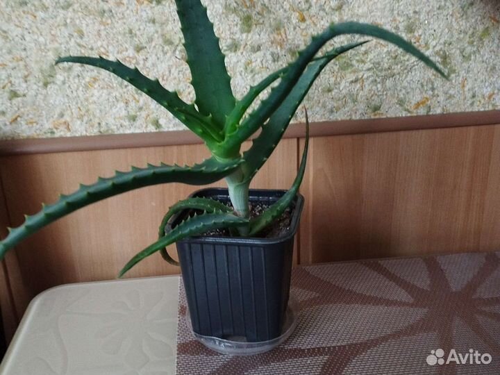 Комнатные цветы алоэ