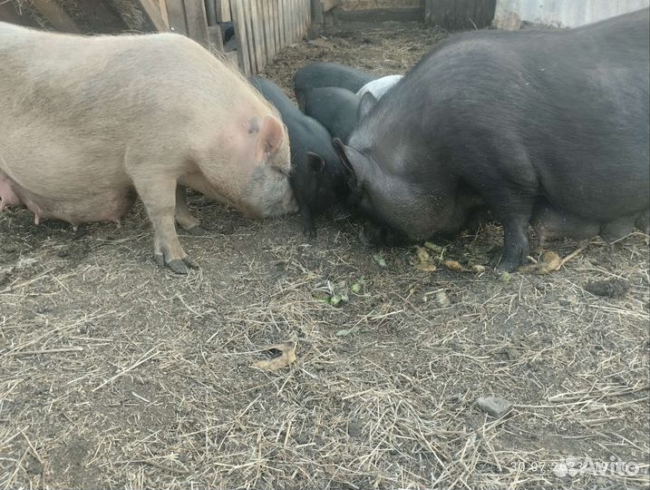 Вьетнамская вислобрюхая