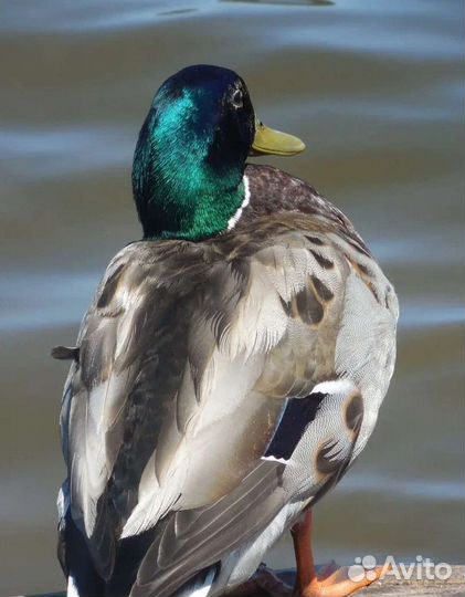 Селезни Кряквы