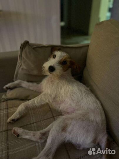 Передержка собак в частном доме