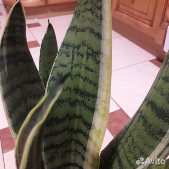 Сансевиерия муншайн и др