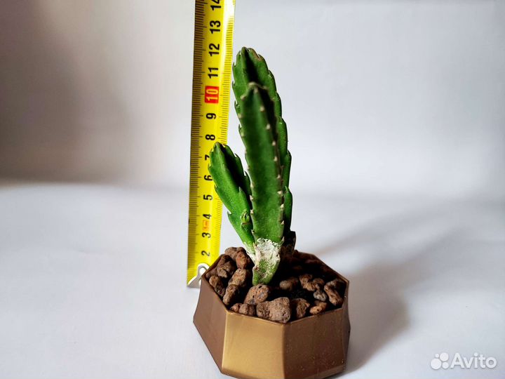 Кактусы суккуленты алоэ хавортия опунция стапелия