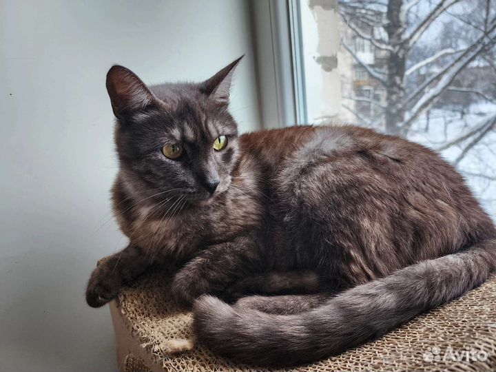 Котик ждёт хозяев