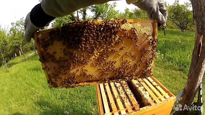 Пчелы пасека