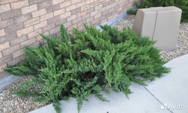 Туя брабант