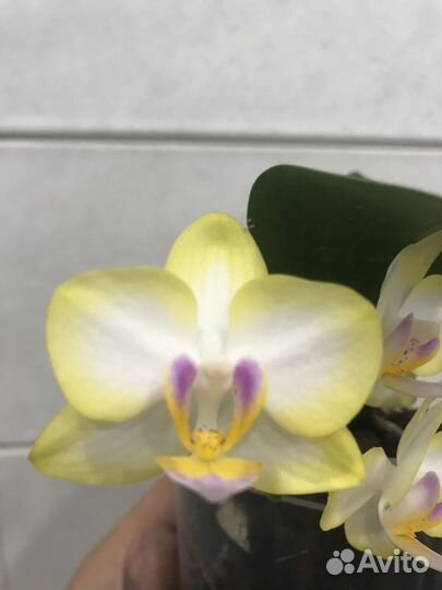 Орхидея фаленопсис Сладкая девочка