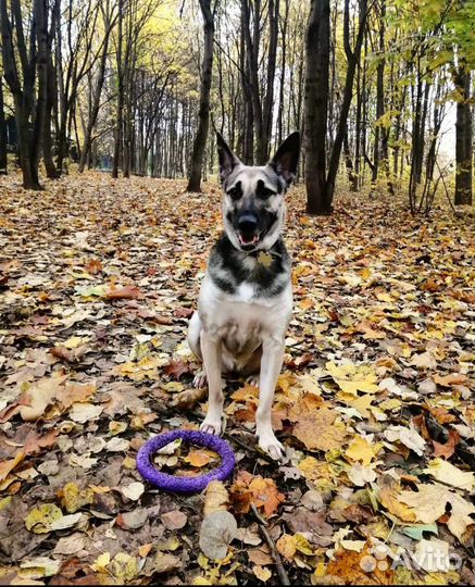 Метис восточноевропейской овчарки