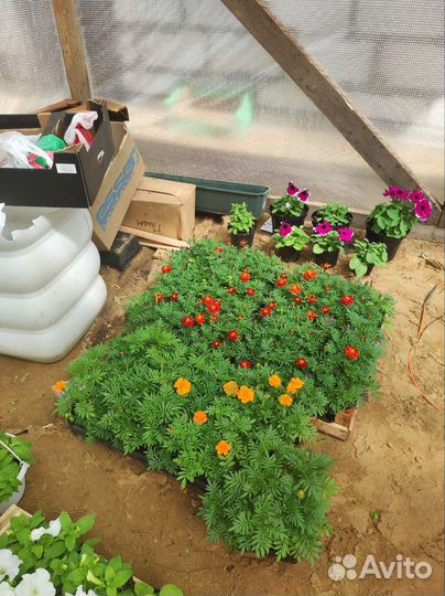 Цветы и готовые клумбы, саженцы клубники