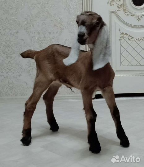 Козочки нубийские