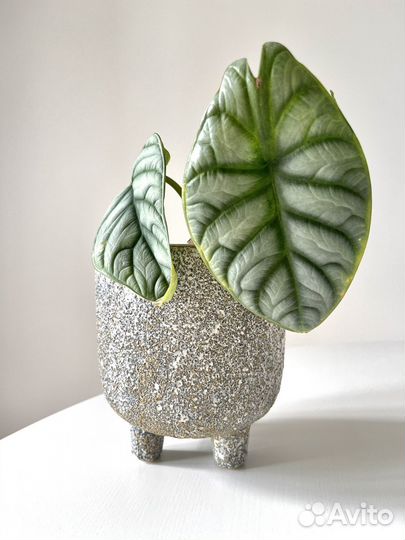Алоказия Сильвер Дракон
