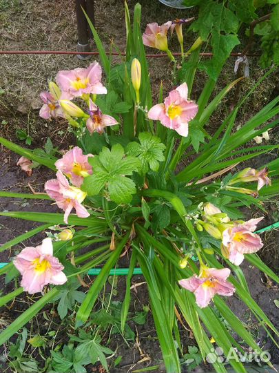 Многолетние цветы