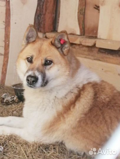 Крупные собаки привиты, чипированы, кастрированы