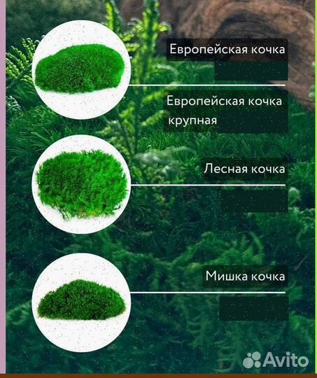 Стабилизированный мох ковер ягель кочка