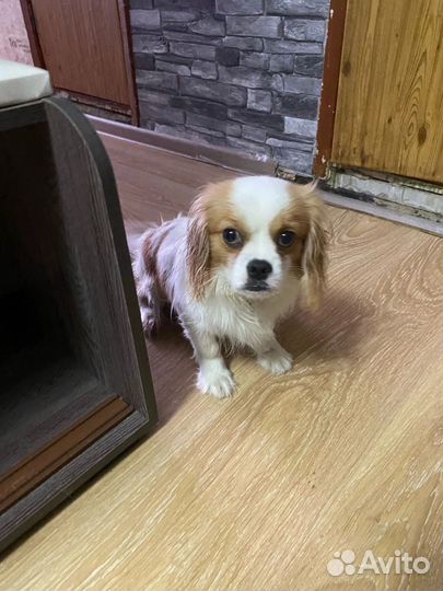 Кинг чарльз спаниель