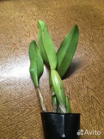 Орхидея каттлея Blc.Mahina Yahiro 'Ulii'