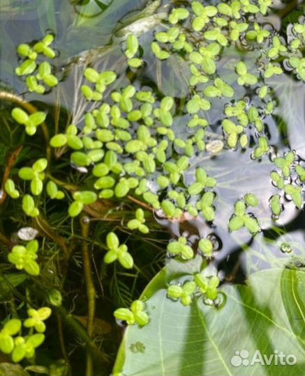 Пистия.Ряска.Роголистник.Природ.фильтры-деликатес