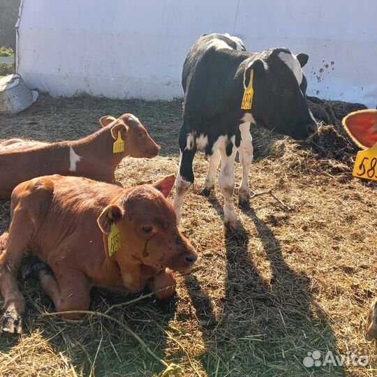 Сименталы холмогоры