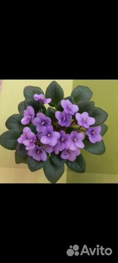 Сортовые фиалки