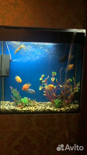 Аквариум