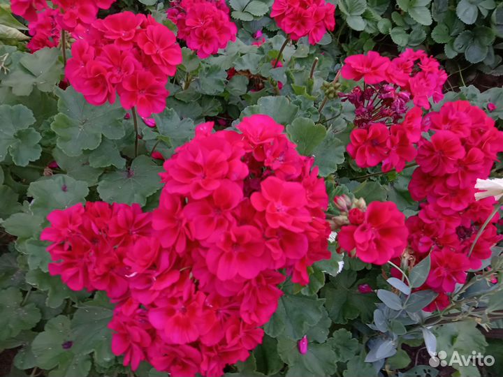 Пеларгония герань