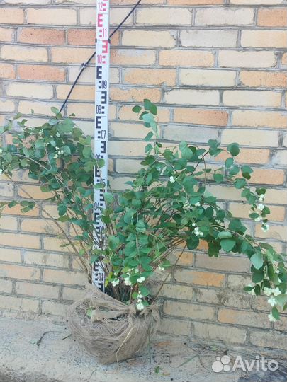 Кустарники декоративные для озеленения