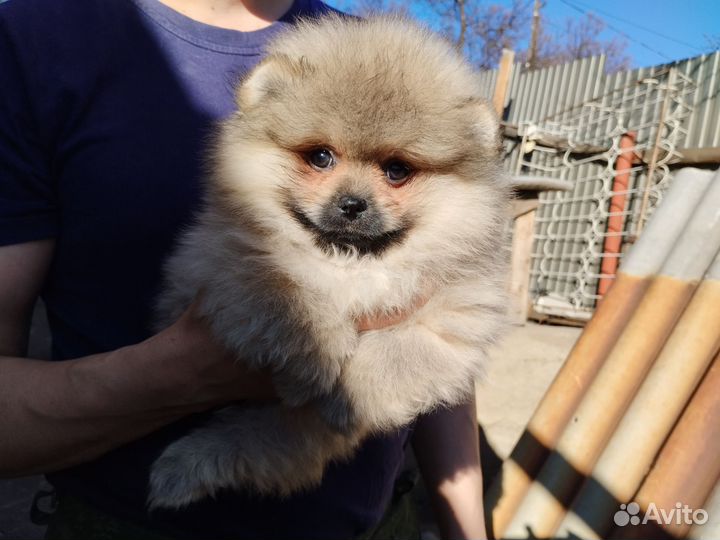 Померанский шпиц
