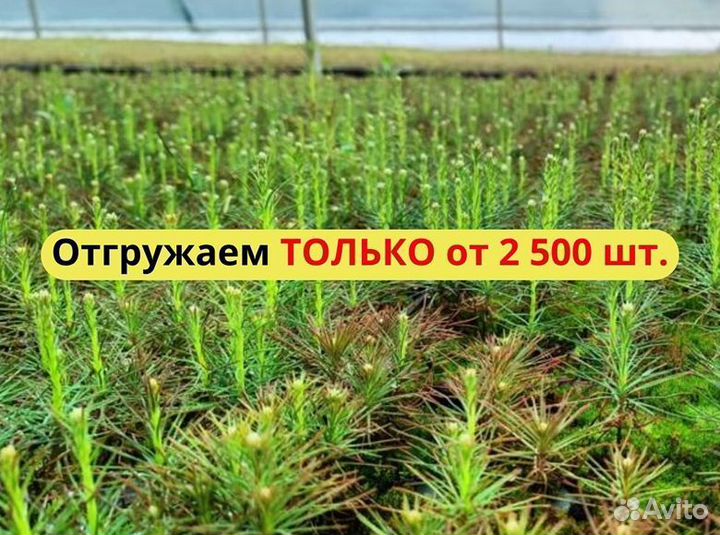 Сеянцы сосны обыкновенной окс