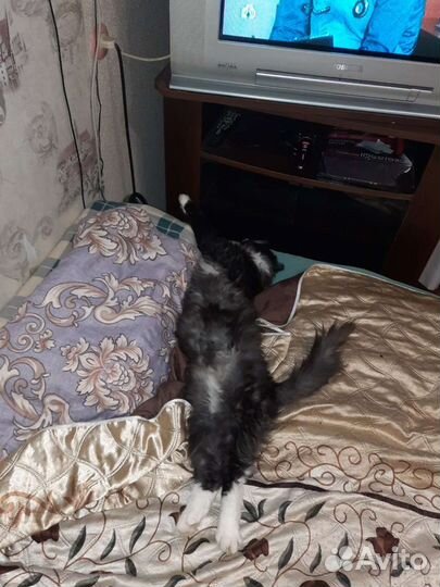 Кот в добрые руки