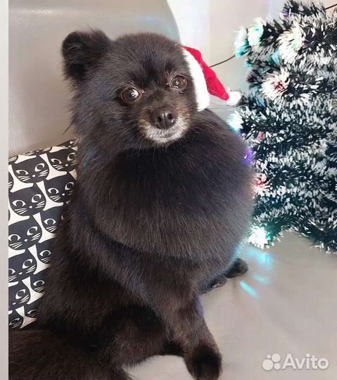 Груминг собак и кошек