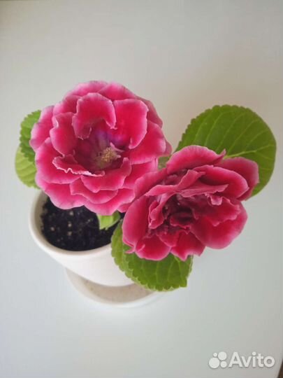 Комнатные цветы