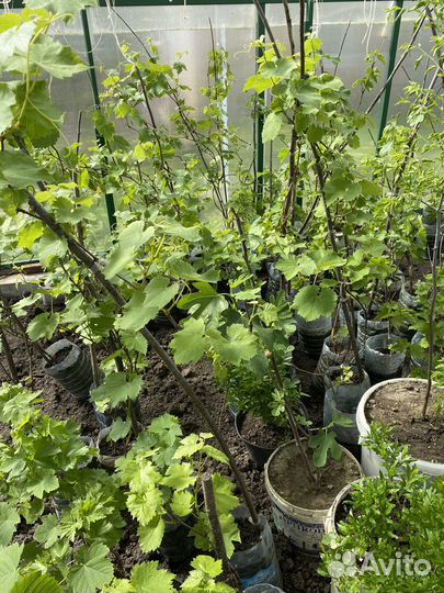 Саженцы винограда