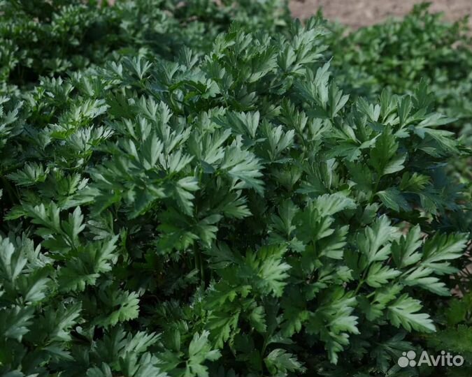 Семена Петрушки 