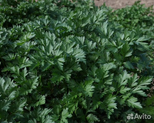 Семена Петрушки 