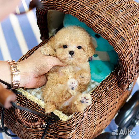 Мальтипу F1 супер мини эксклюзивные