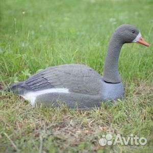 Чучела гусей (скорлупки) 23 шт