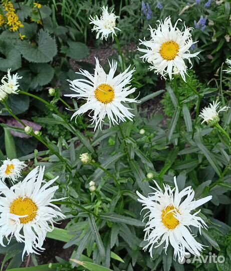 Многолетники садовые (Ч.1)