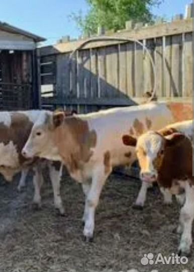 Бычки, тёлочки