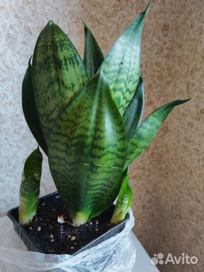 Сансевиерия, гастерия, хаворция