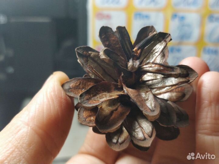 Шишки сосновые продать