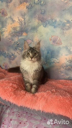 Котенок мейн-кун серебро