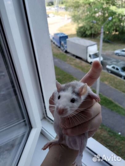 Крыса дамбо